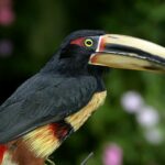 Collared Aracari, Mindo Nambillo Cloud Forest Reserve, Ecuador