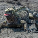 Galapagos Marine Iguana - Galapagos Islands