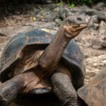 Giant Galapagos Tortoise - Santa Cruz Island in the Galapagos Islands