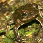 Toad, Amazonia, Ecuador